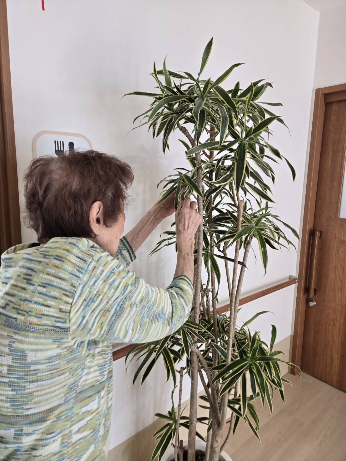 🌿入居者さまが育てる、ななつぼし平和のグリーンたち