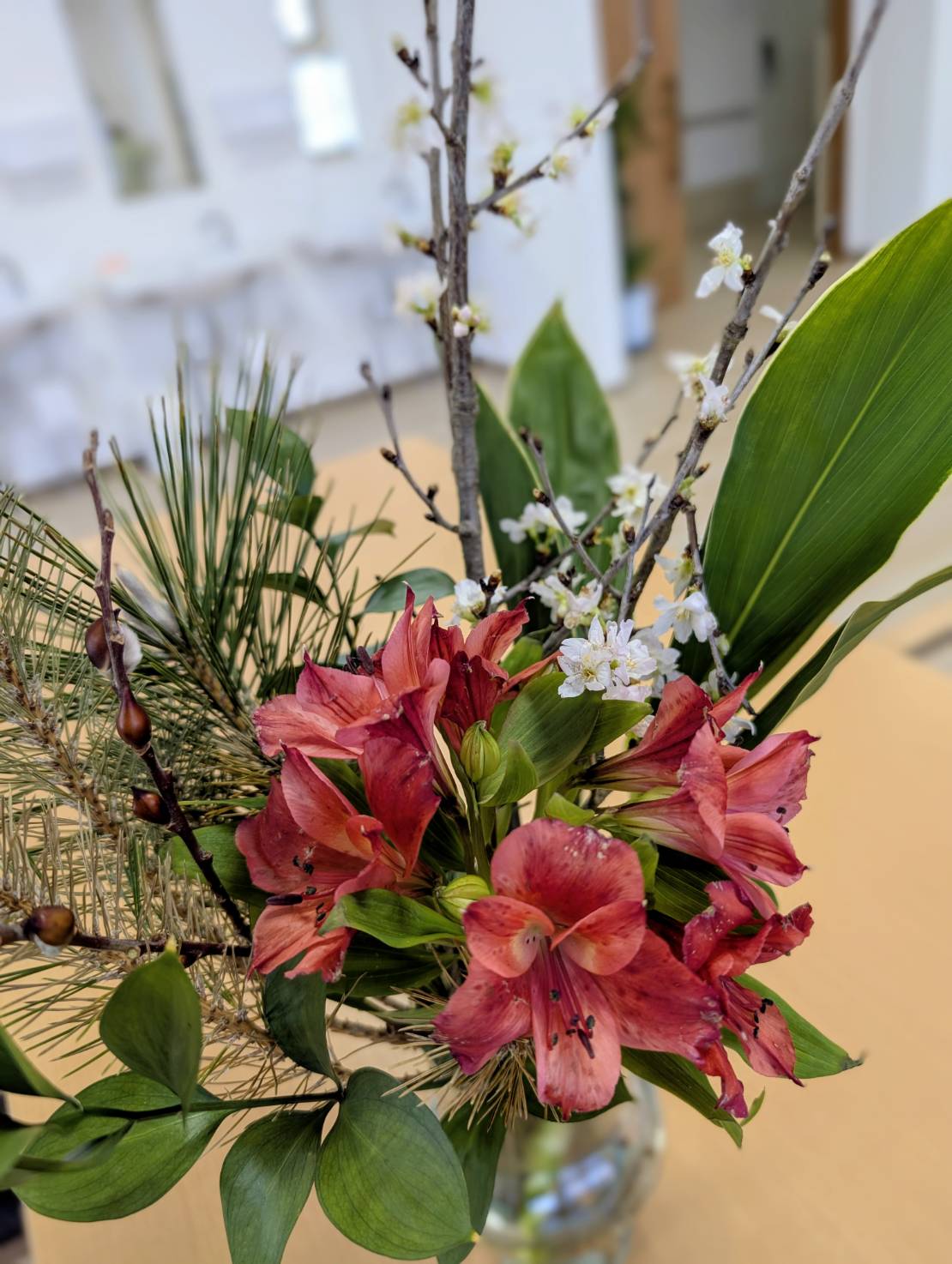 🌸ななつぼし平和にも、ひと足早い春がやってきました