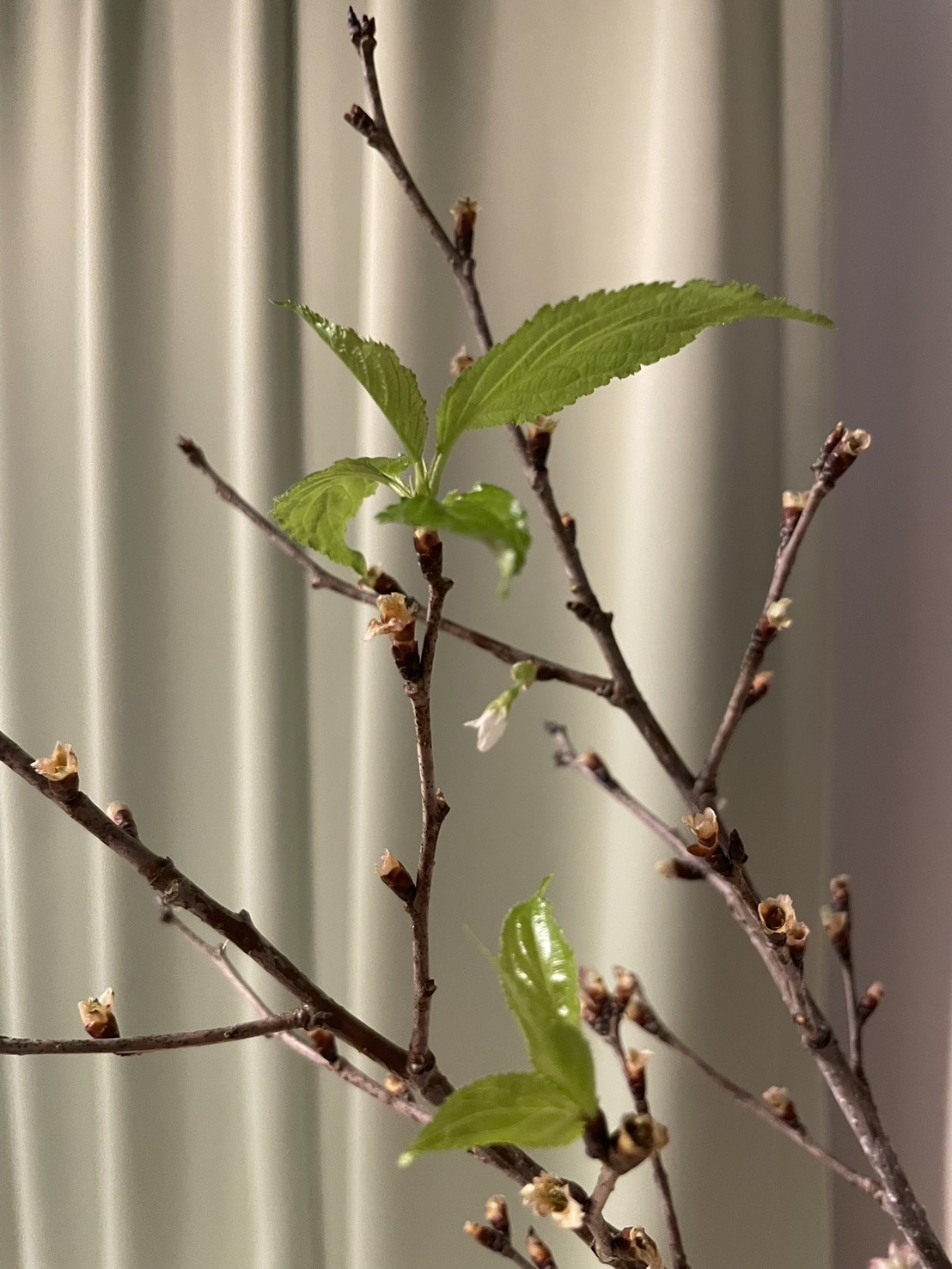 葉桜に、春の力を感じて