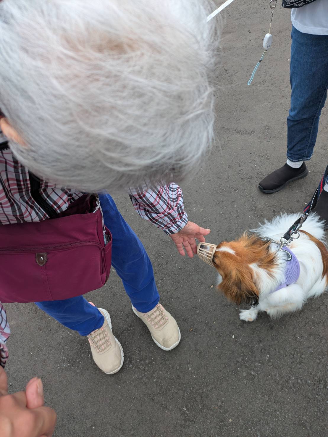 「ご近所犬」とのほのぼのお散歩時間